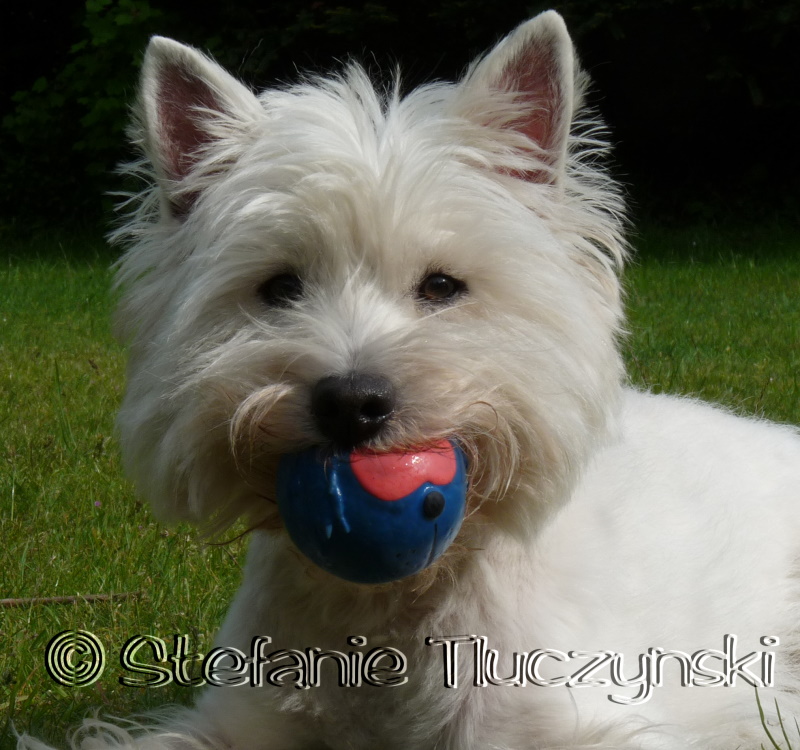 Carlotta mit Ball