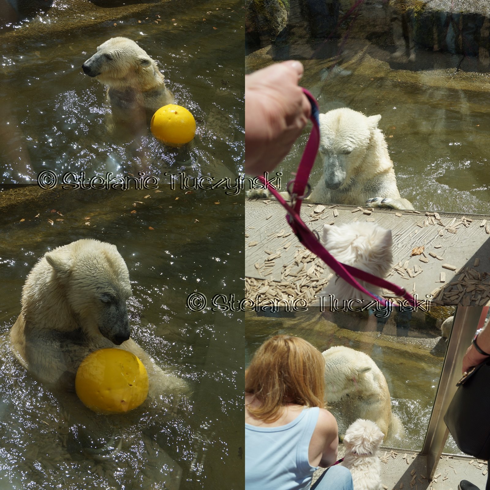 Hellabrunn 2017