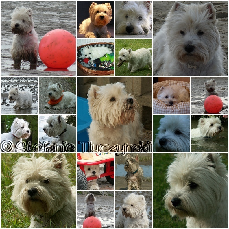 Collage von Maya