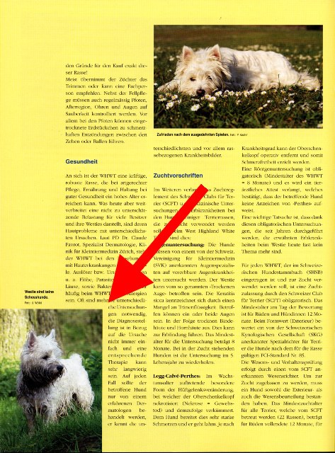 Carlotta im Schweizer Hundemagazin